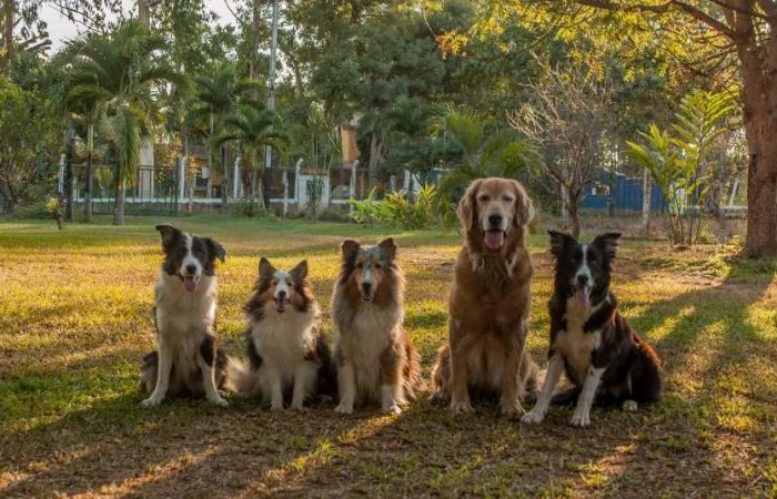 perros-sueltos-en-comunidades-de-vecinos