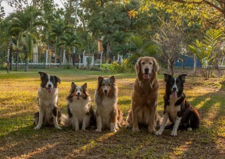 perros-sueltos-en-comunidades-de-vecinos