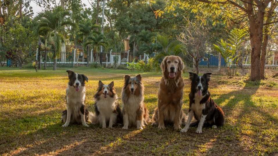 perros-sueltos-en-comunidades-de-vecinos